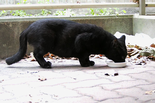 食べるティア　真横から