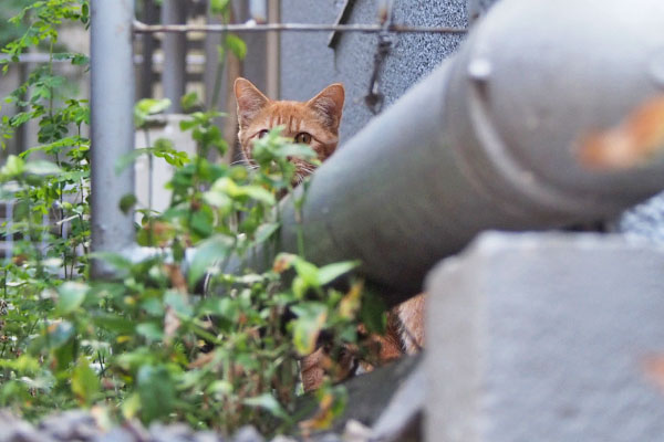 茶トラ仔猫　発見