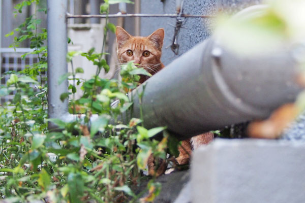 茶トラ仔猫　ひょこ