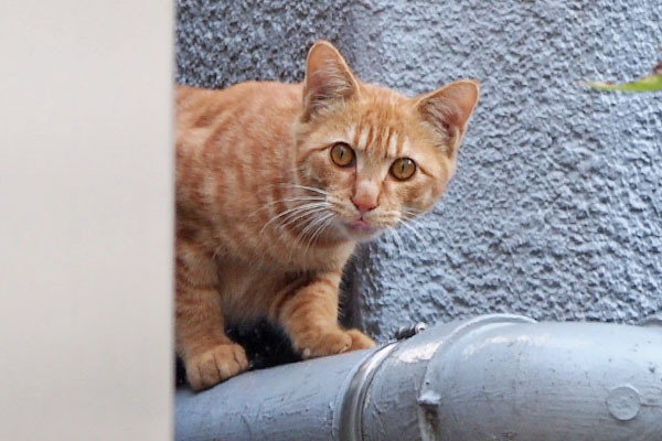 舌をちろちろ　茶トラ仔猫