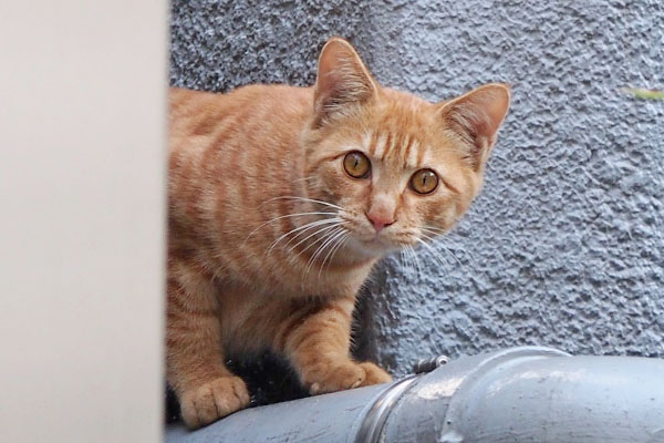 何も持ってないのかにゃ　茶トラ仔猫