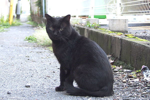 食べたにゃ　ティア