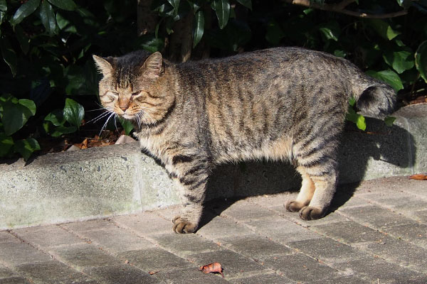 ふにっと前を見る　トッキー