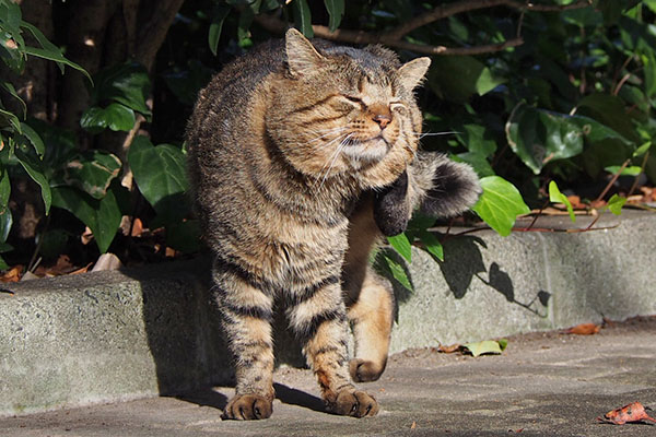 トッキー　鬣のお手入れ