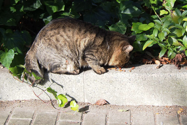 食べる　トッキー