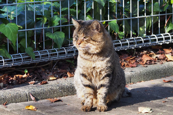 ちまっとお座り　トッキー