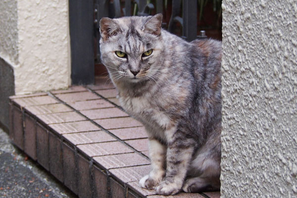 おしゃべりを聞く　銀　ママさん