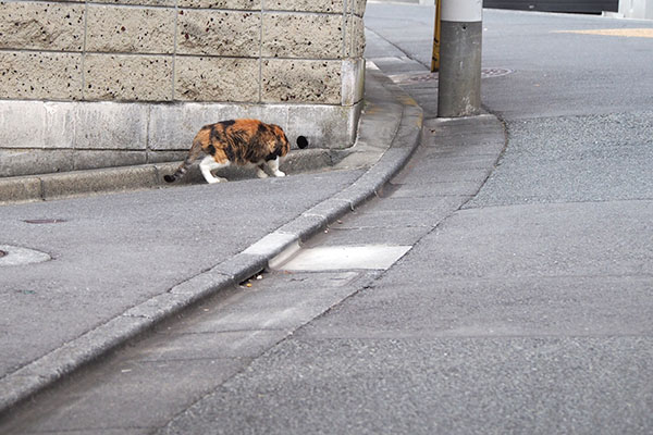 遠くから　オトワ