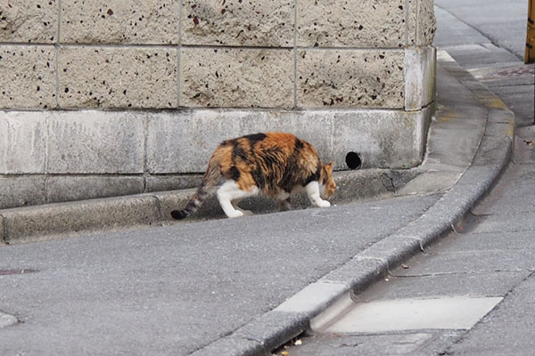 オトワ　探してる