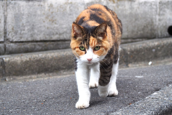 オトワ　来てくれる