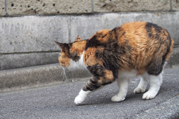 オトワ　間違いに気が付き戻る