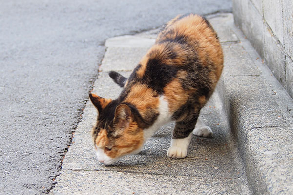 地面をくんかくんか　オトワ