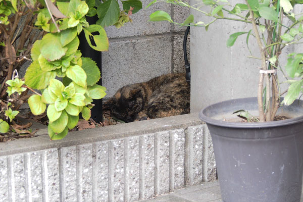 サビチッチ　花壇