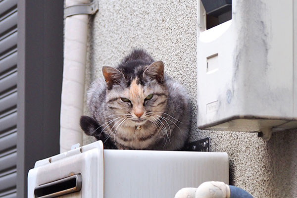 見た事はあるがオヤツは貰ってない　クルミ