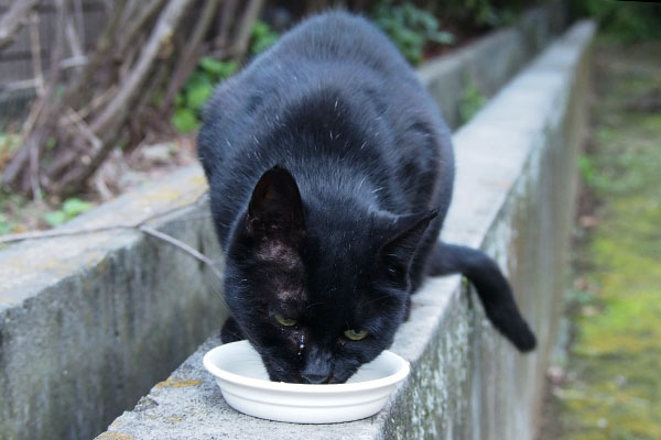 食べる　アカシ