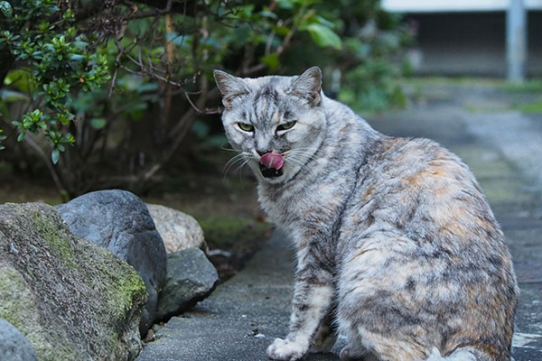 遅れて食べた銀　ぺろん