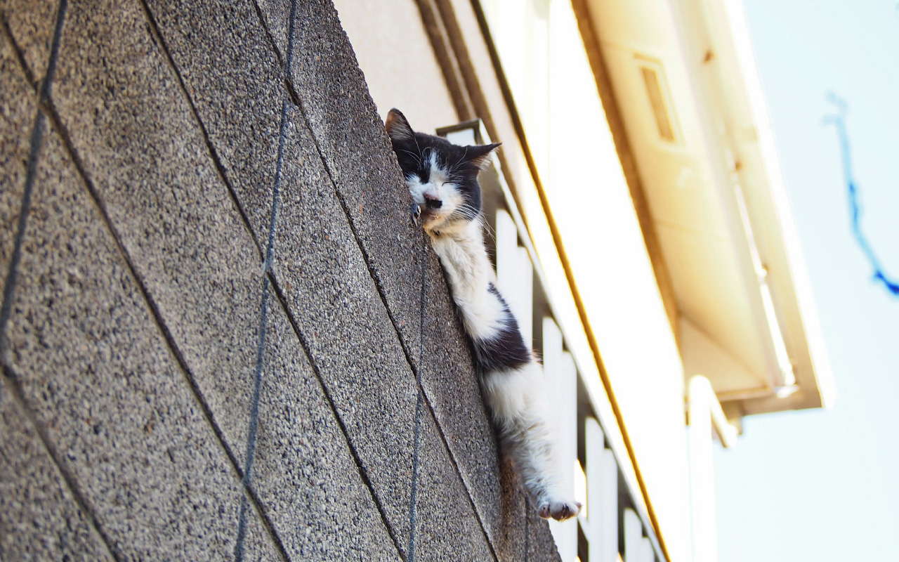 caru sleep on the wall