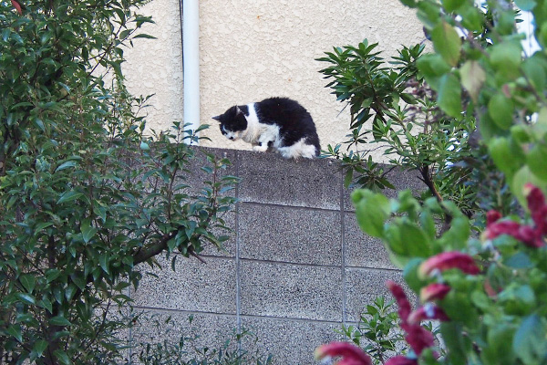 再び　カル　姿勢変えてた