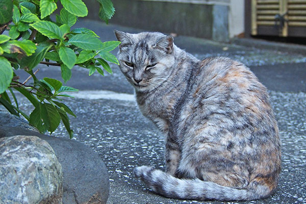 食後のギロリ　銀