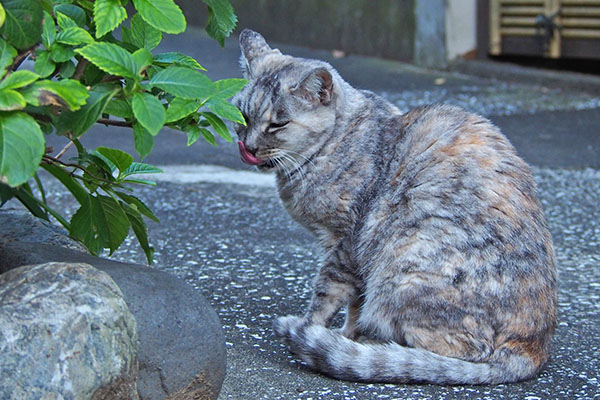 食後のぺろ～ん　銀