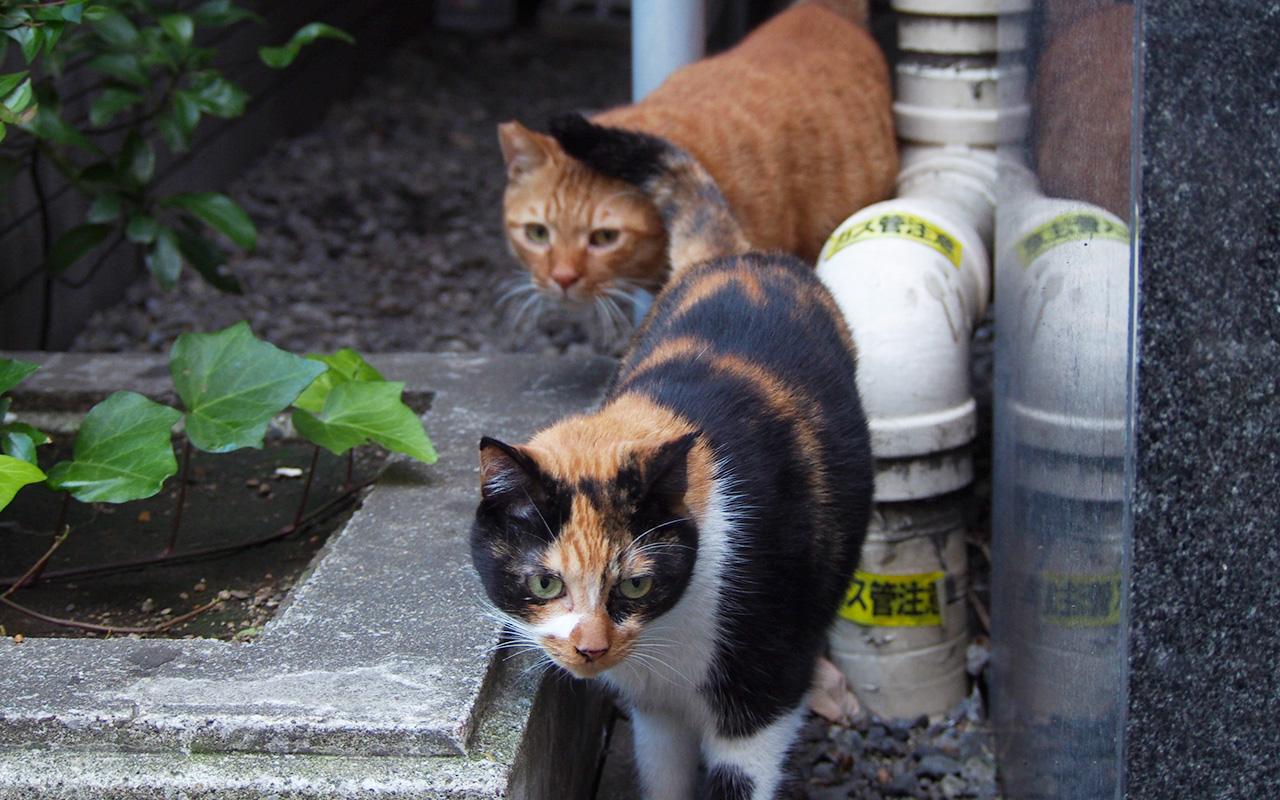 リコのしっぽがカブの頭に