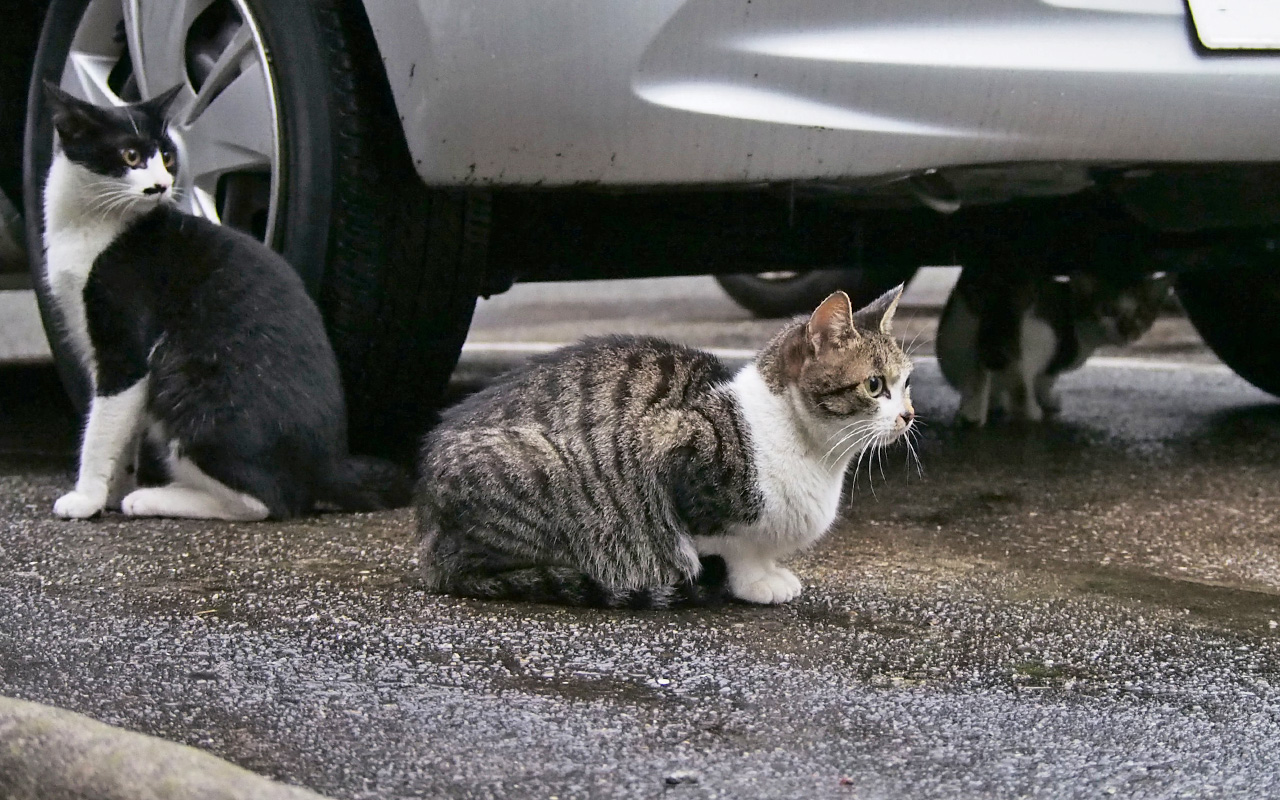 sakura and 2kittens