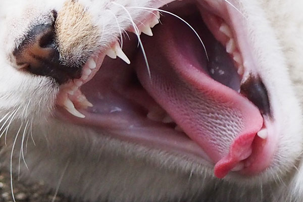 kitten teeth closeup