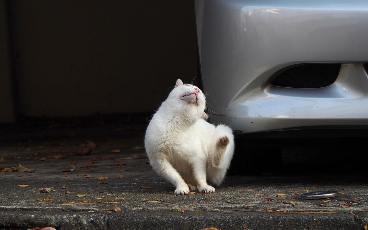 Meru scratching