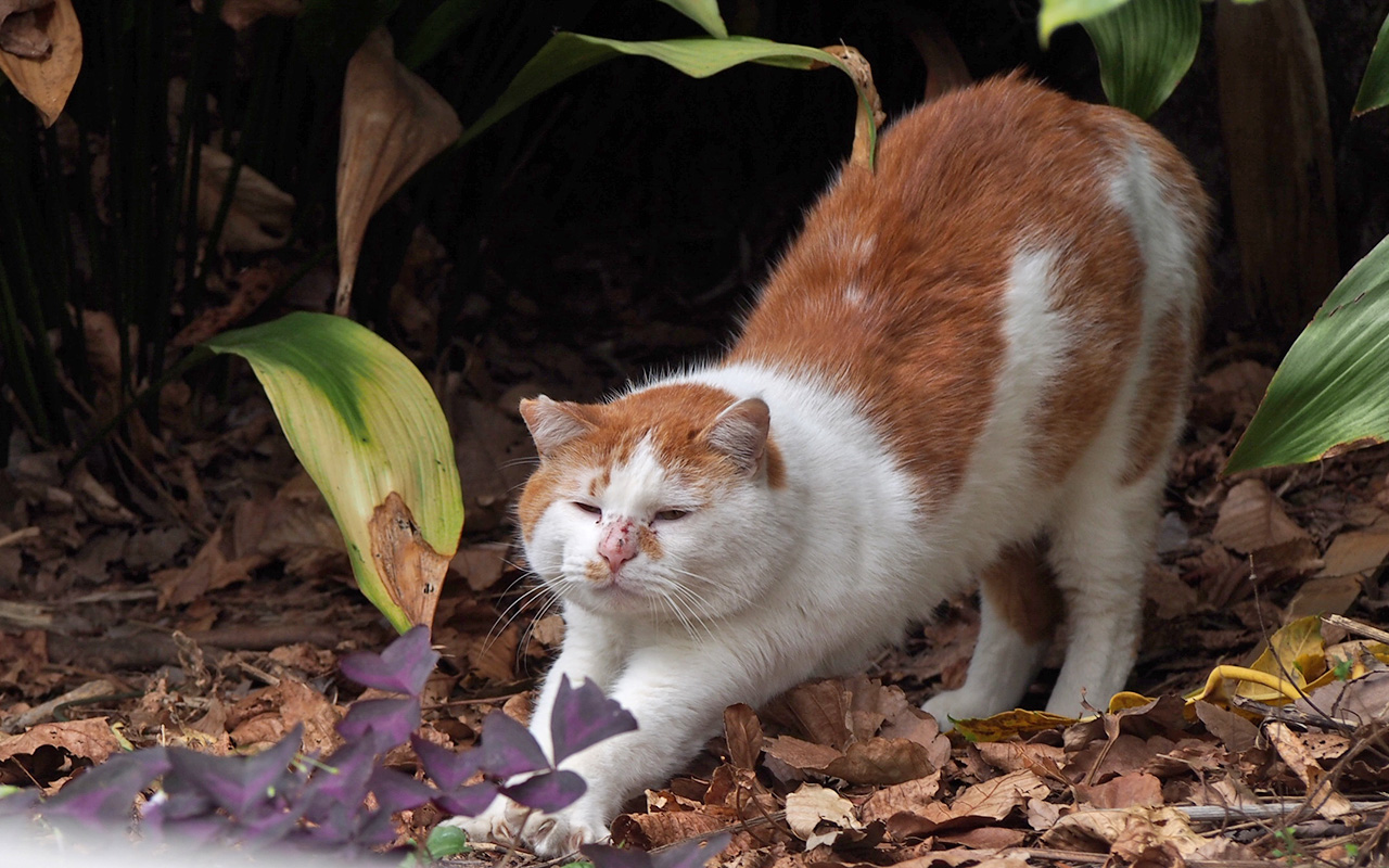 purin wake up stretching