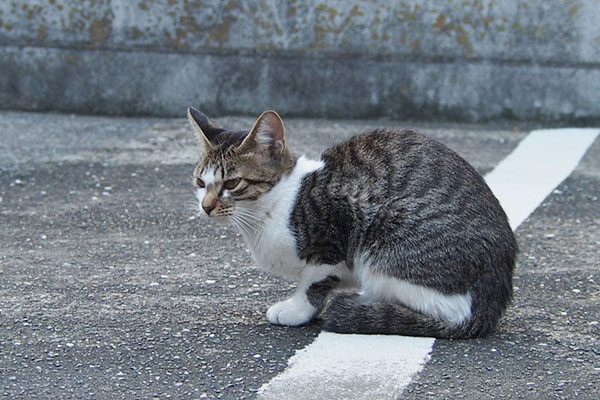 さくらとそっくり　コーちゃん