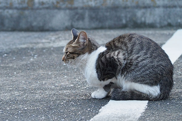 そっくりコーちゃん　横顔