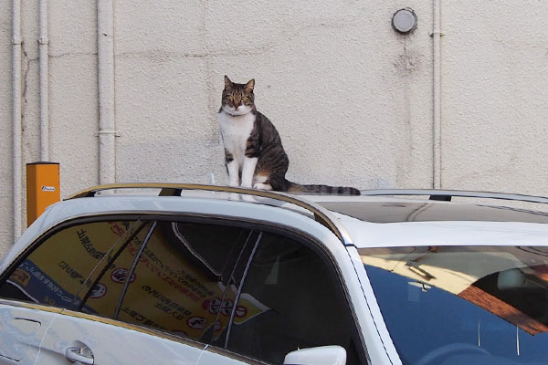 車の上にリオ