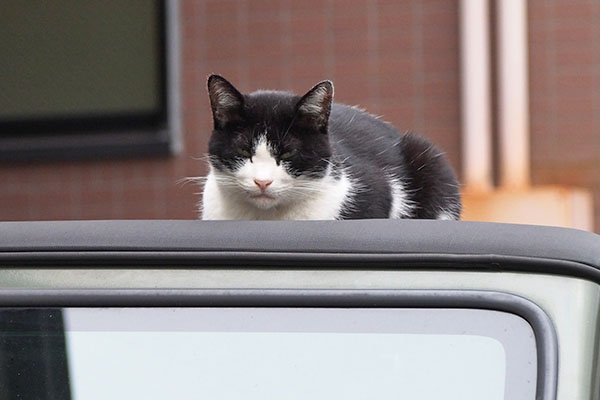 スズのお顔　正面から