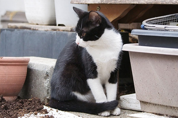 土の中から虫が　こはち