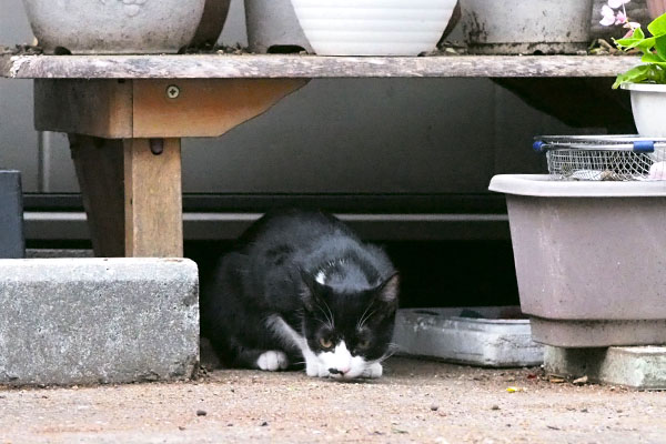 地面くんかくんか　こはち