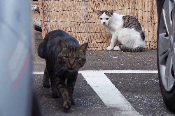 コチュの横からキー坊