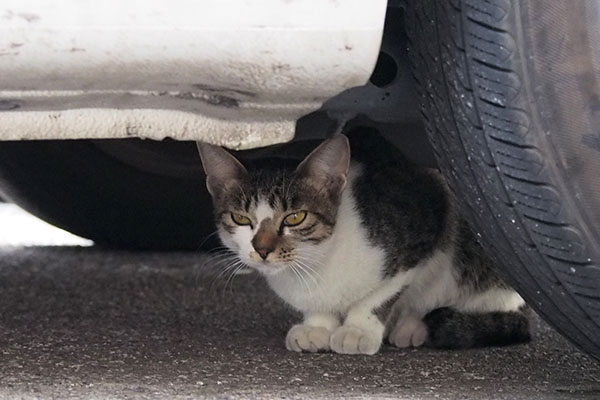 コーちゃん　車の下