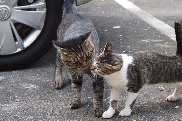 コーちゃんとキー坊　挨拶