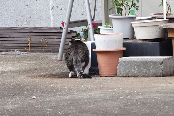 離れて　さくらのお尻