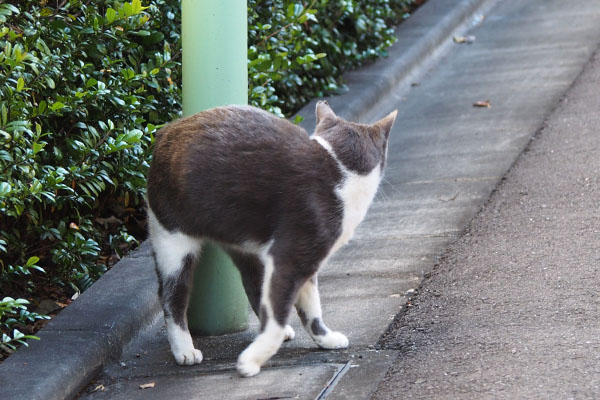 ちびにゃん　くるり