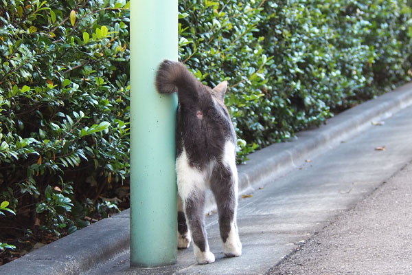 ちびにゃん　おちり