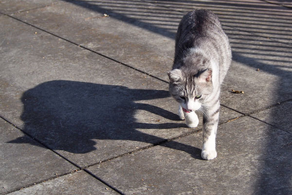 やって来る太い影　クロム