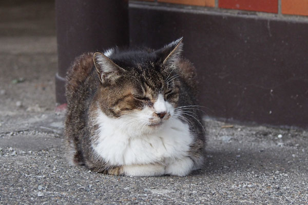 裏にフラワー　香箱