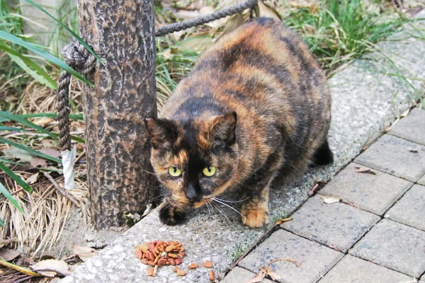 ラコ　食べても良いですかにゃ