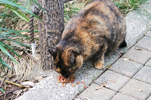 ラコ　食べる