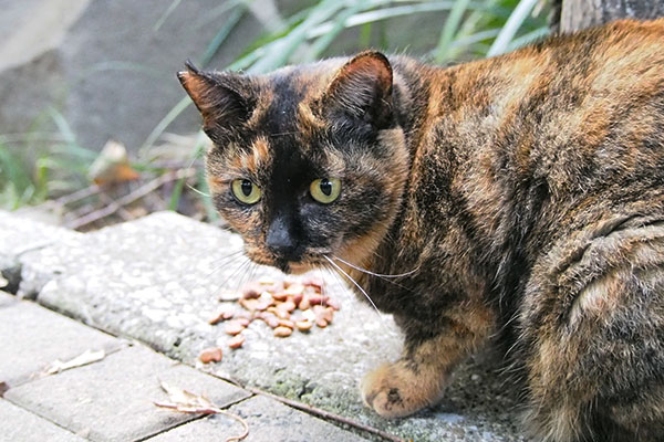 後ろから捕まえるのかにゃ　ラコ