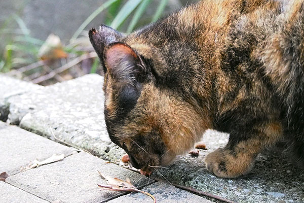 大丈夫にゃと再び食べる　ラコ