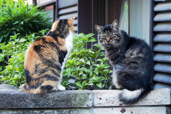 何にゃ　タッチー　オトワと