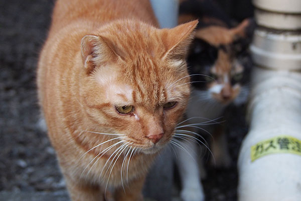 カブは人懐っこい　リコ動かず