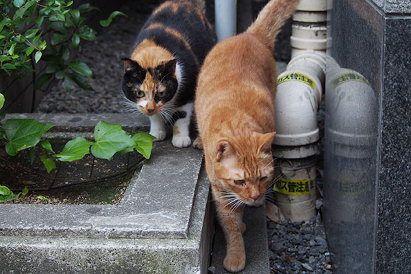 落ち着かないカブとリコ